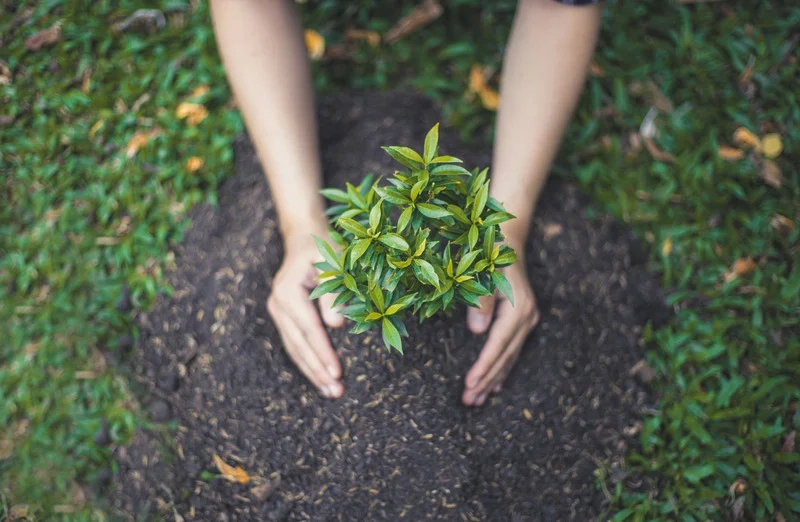 How to Choose the Right Plants for Your Climate