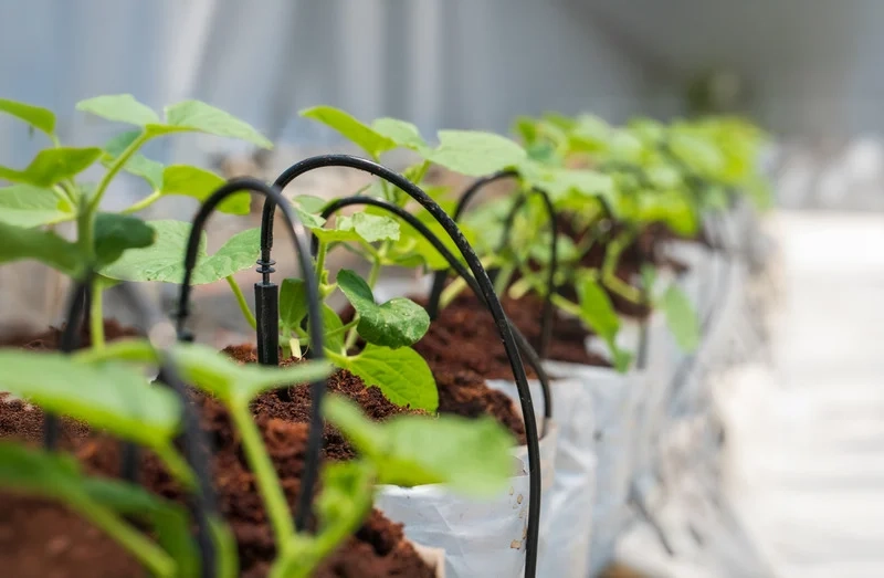 Sustainable Gardening: How to Reduce Waste and Save Water